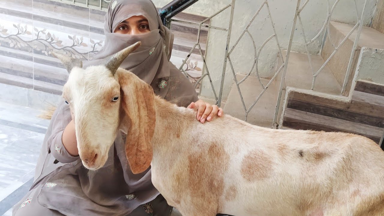 goat milk / long time milking / full length live milking by hand / village life