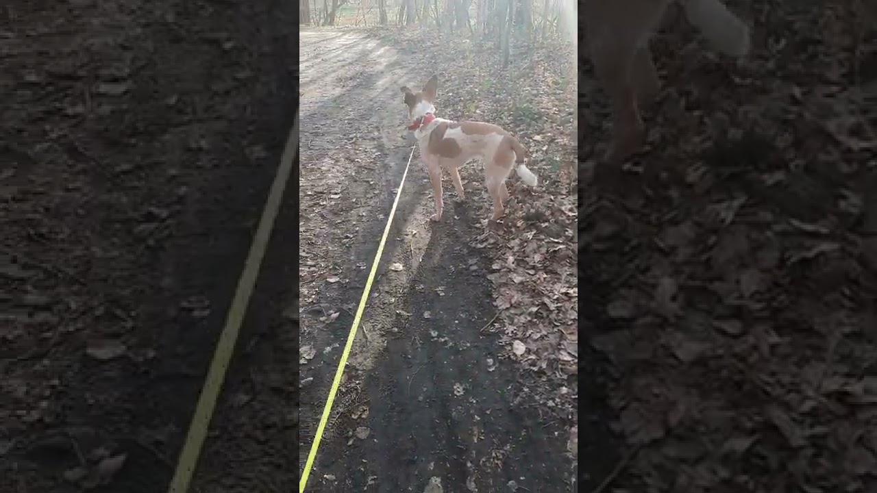 Hundeblog Start  mit unserem Hund Podenco Skittles. Unser ADHS-Hund