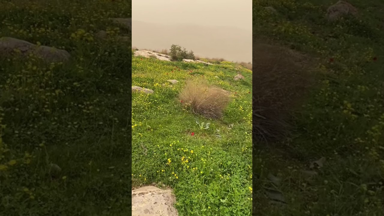 إلى الله نمضي . . .