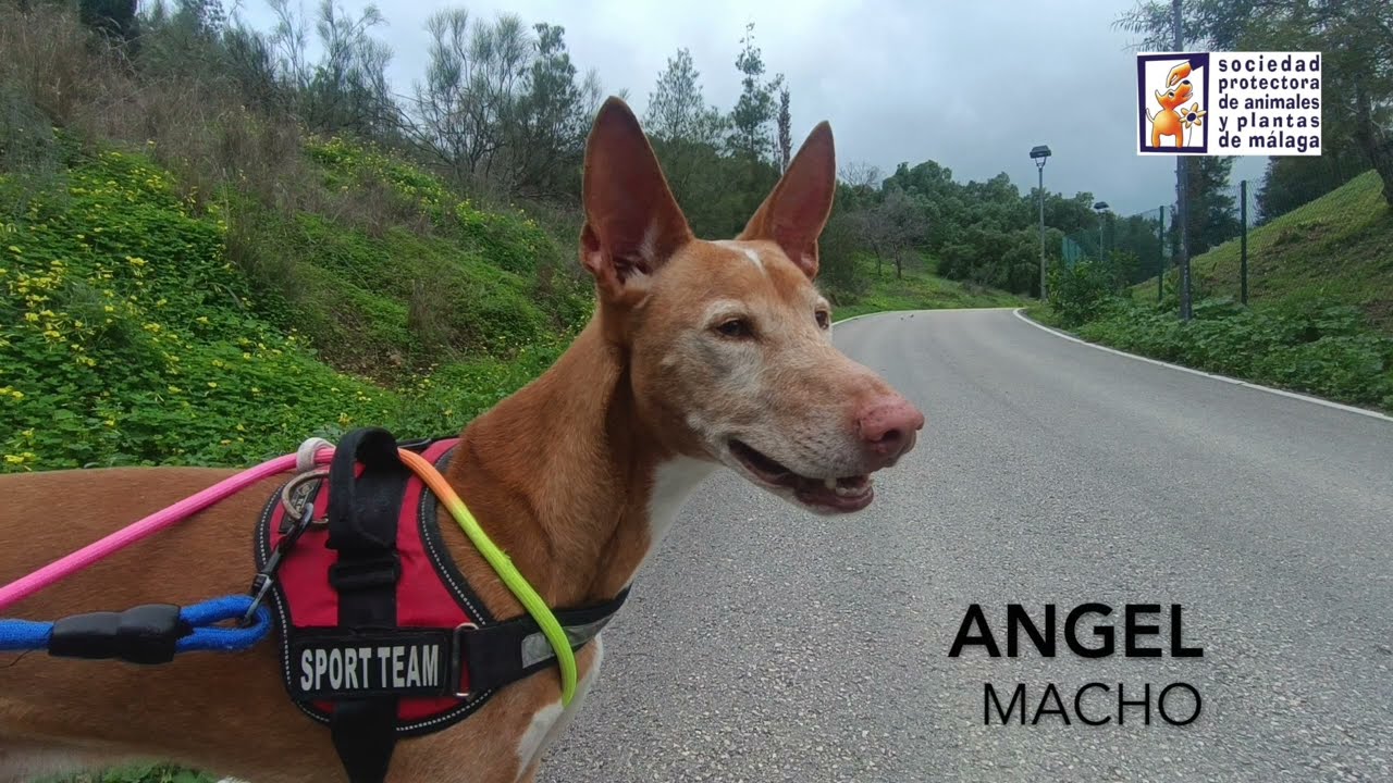 ANGEL (con sonido) - Sociedad Protectora de Animales y Plantas de Málaga