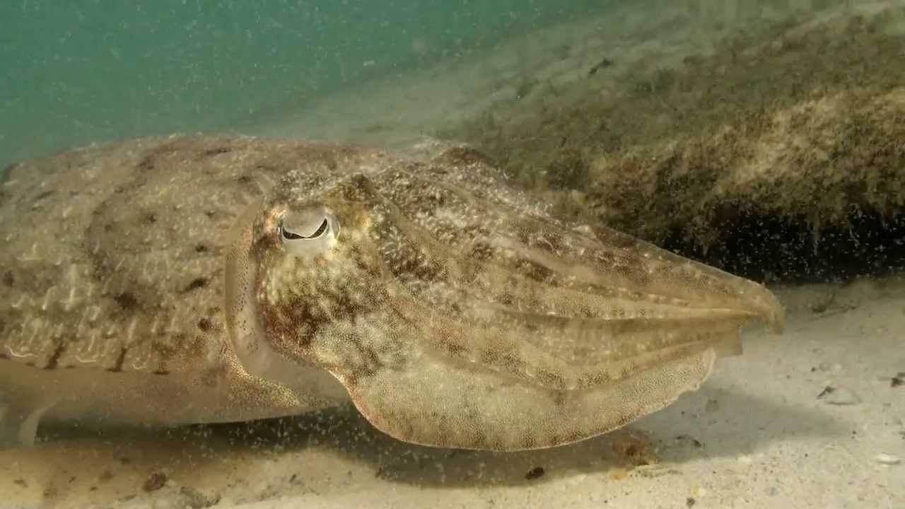 Bobbit worm  and Cuttlefish Diving Thailand Sail Rock Underwater video
