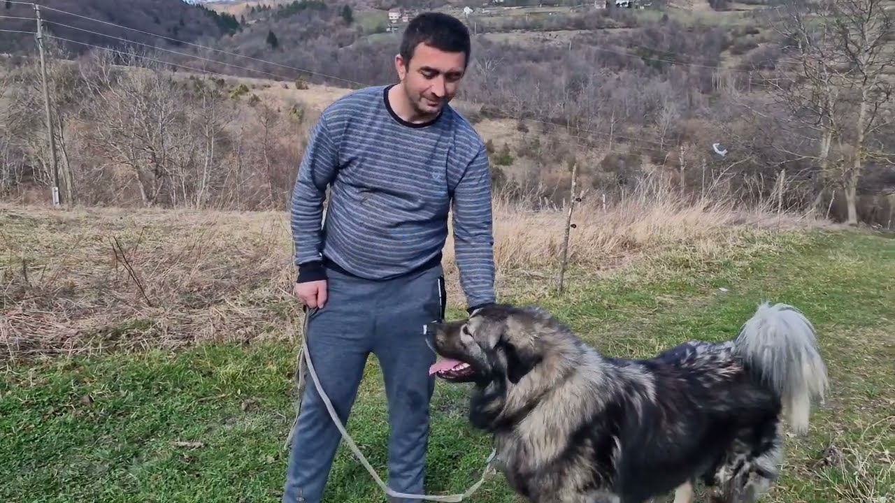 -NE BIH DAO ŠARPLANINCA MEDE  ZA NOVA KOLA -