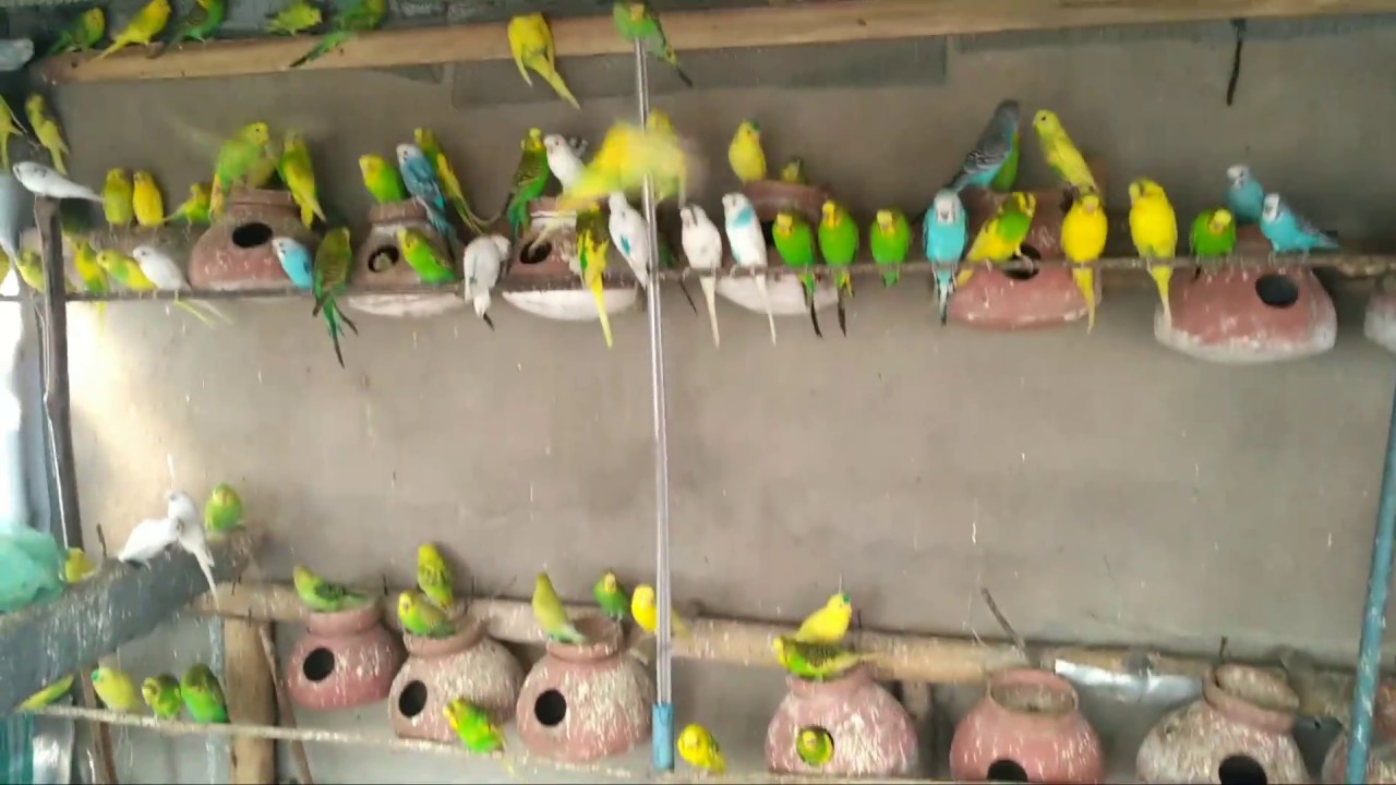 Biggest budgies colony ki progress in 15 days
