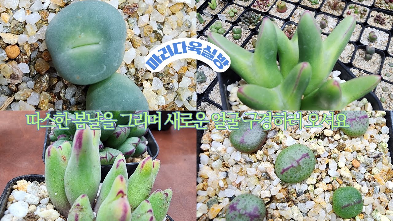 26년 2월04일 오전9시 입춘대길 건양다경 예쁜이들 보러 오셔요  @@@ 추위에 관리 잘 하셔요 살균/살충 철저