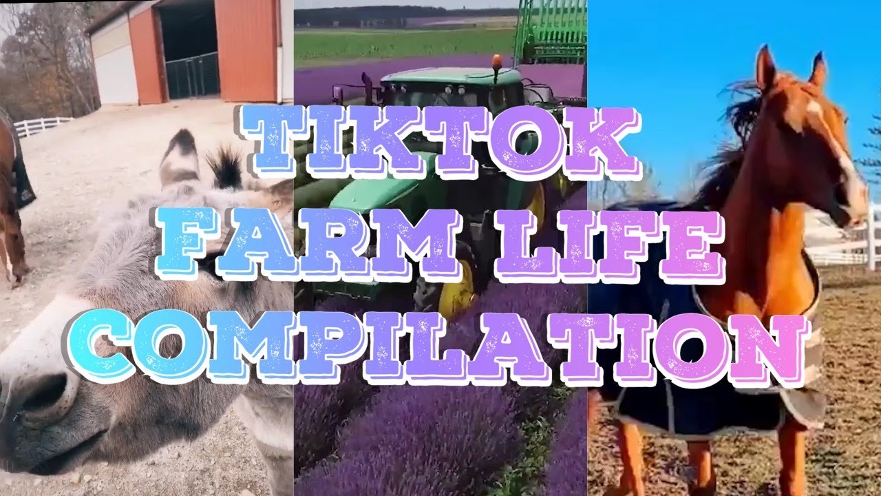 TIKTOK FARM LIFE - HORSES, DONKEYS, PIGS, SQUIRRELS, AND LLAMAS?  OLD MCDONALD HAS NOTHING ON US