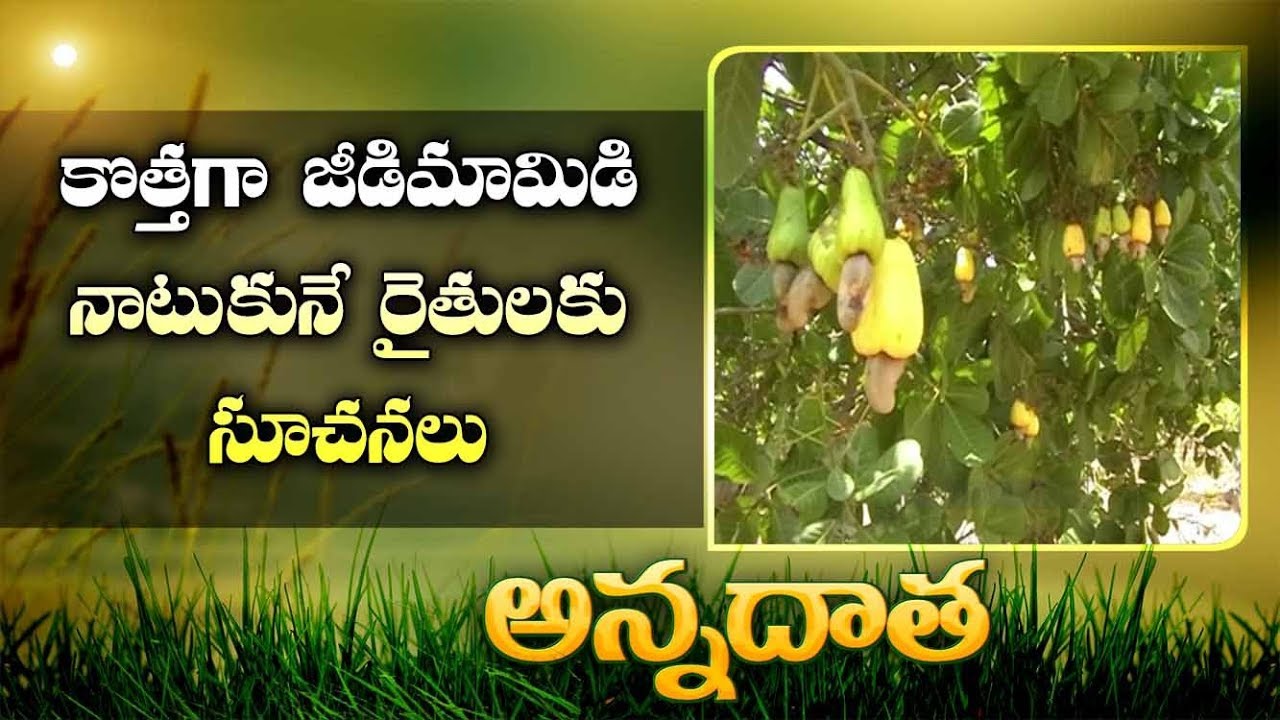 How to Raise | Cashew Garden