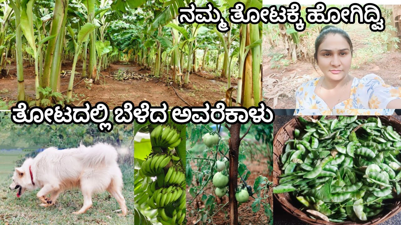 ನಮ್ಮ ತೋಟಕ್ಕೆ ಹೋಗಿದ್ವಿ ತೋಟದಲ್ಲಿ ಬೆಳೆದ ಅವರೆಕಾಳು