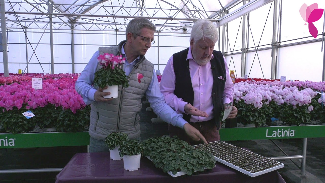 MULTIPLICATION & PRODUCTION DE CYCLAMEN