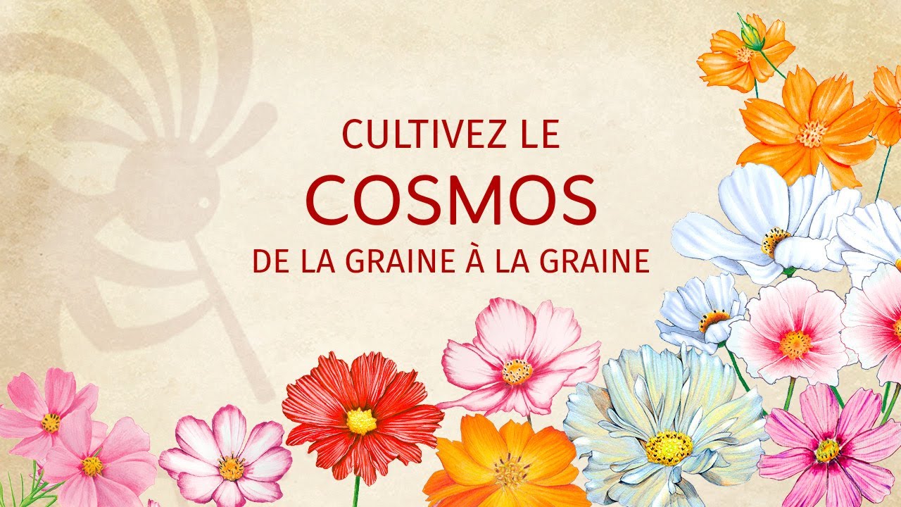 Le Cosmos de la graine &agrave; la graine