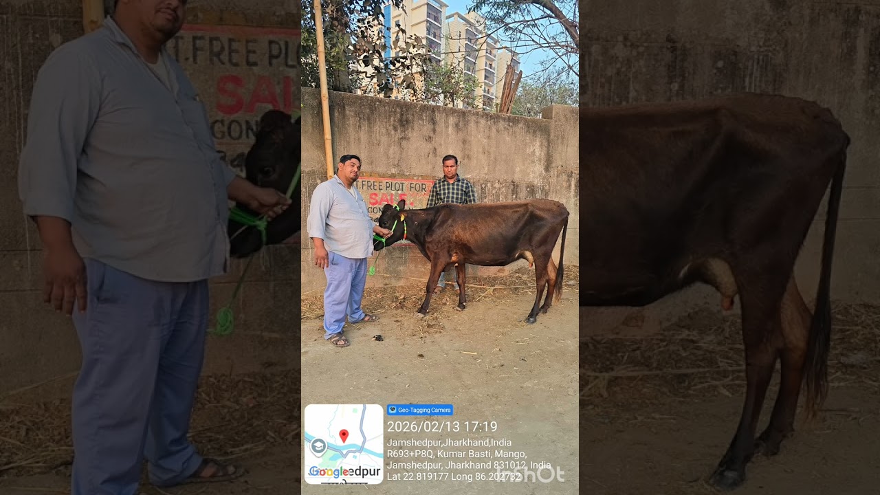 #mukhyamantrikamdhenuyojana #Odisha #cow #buffalosale #cowsaleinjharkhand #cowsaleintatanagar 