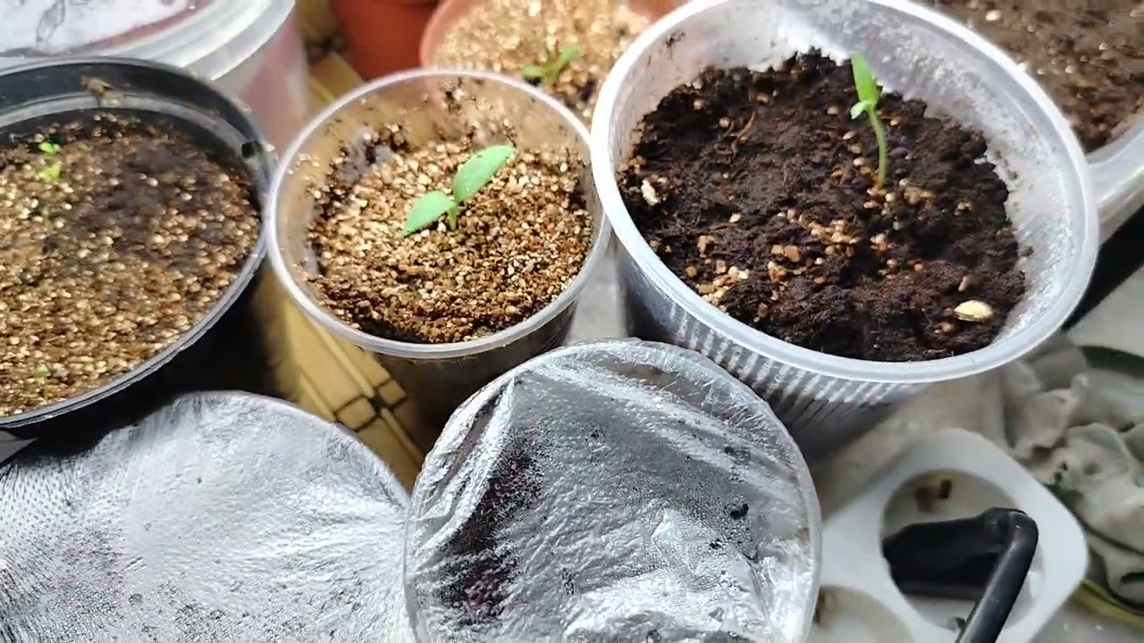 13.02.26г Рассада