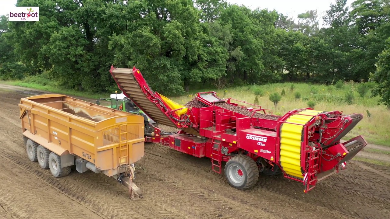 Beetroot UK Harvesting and Topping Beetroot