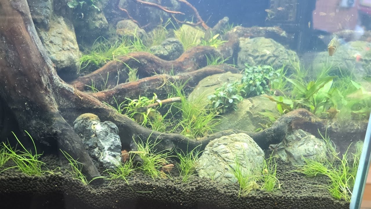 ¡ Lo he llenado y punto!