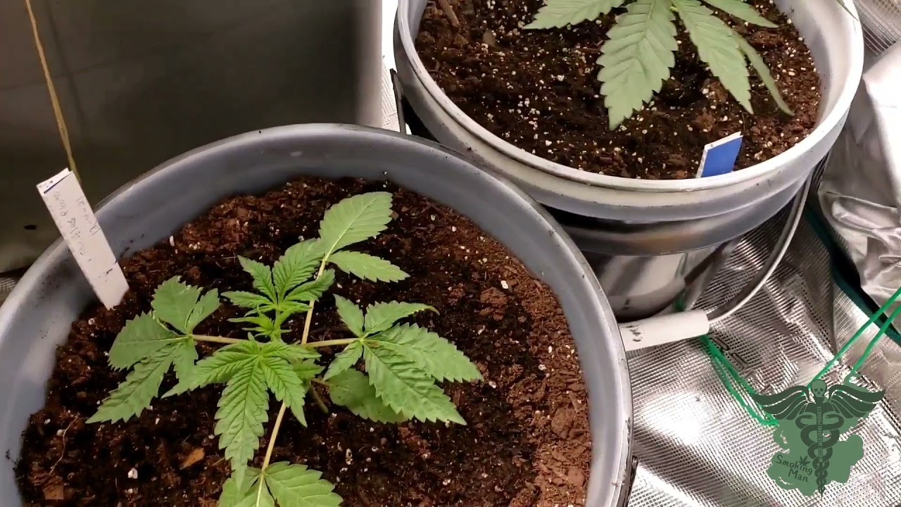 Mars-Hydro and Herbie's Seeds sponsored Grow @ SmokingMan.net