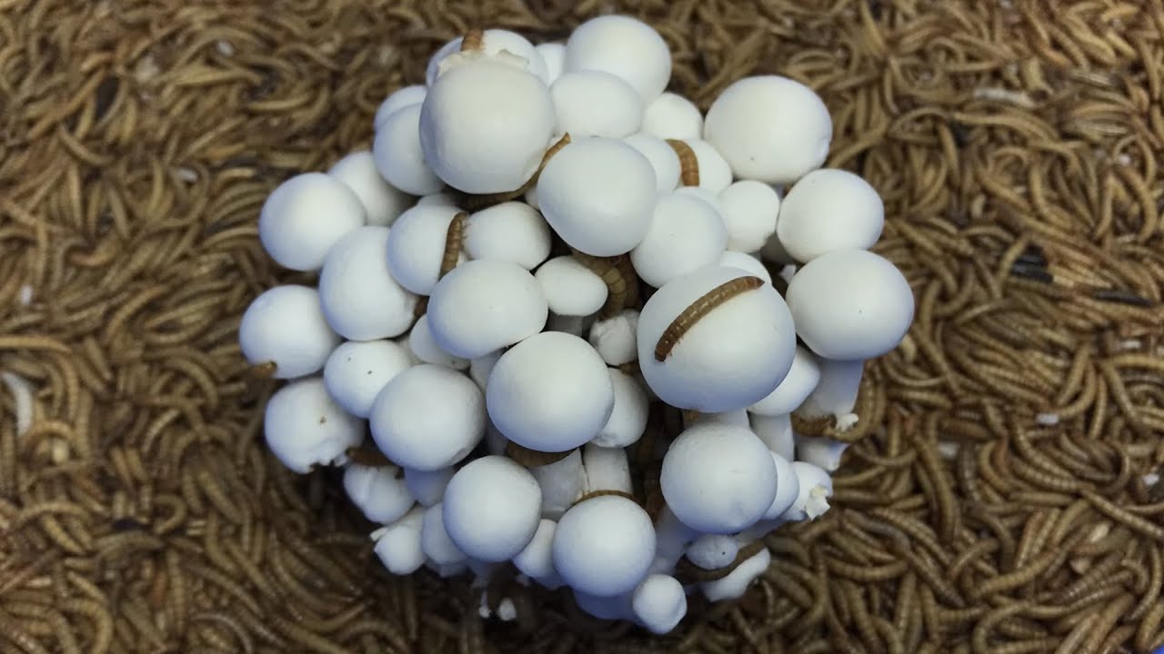 5000 Superworms VS Mushroom Timelapse - Mealworms eating mushroom