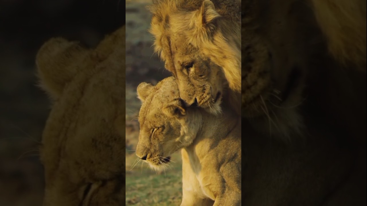 Lion Love: A Majestic Bond in the Wild | African Wildlife Moments