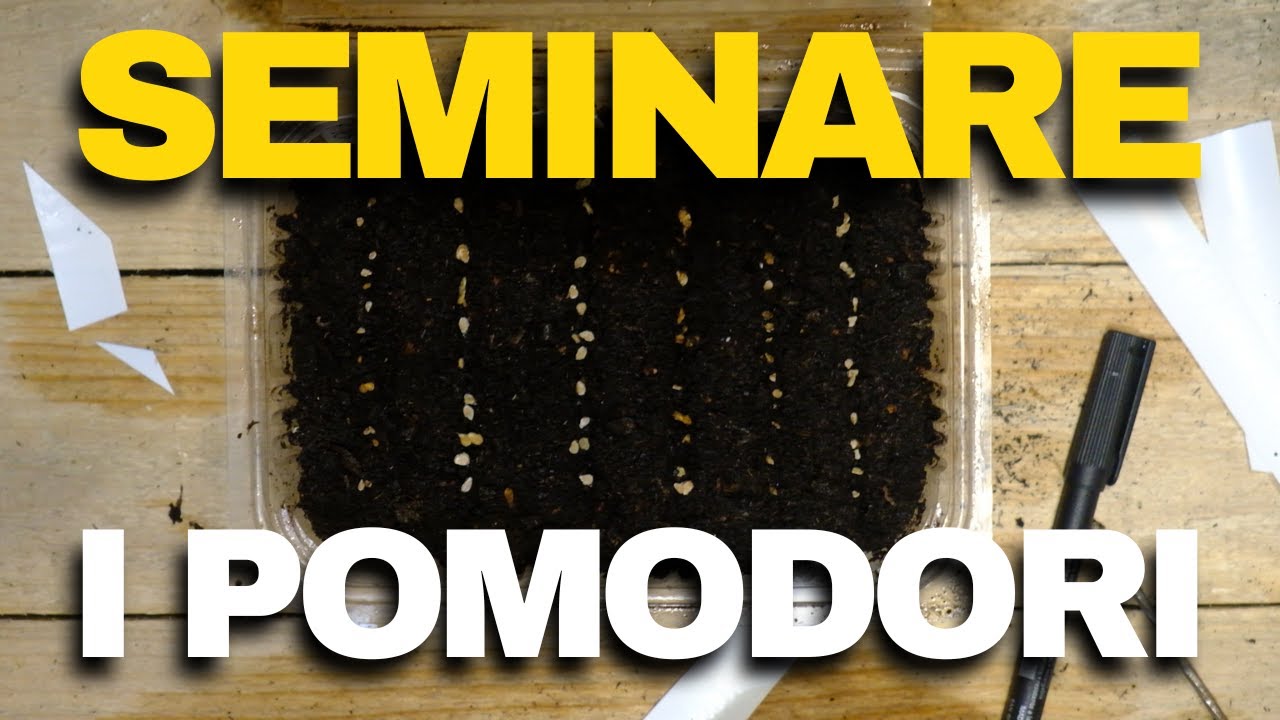COME SEMINARE I POMODORI NEL SEMENZAIO RISCALDATO!