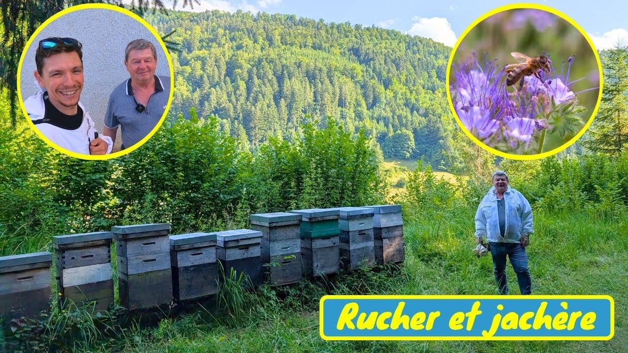 Visite du RUCHER et de la MAGNIFIQUE JACHERE mellifère de Philippe et Valérie