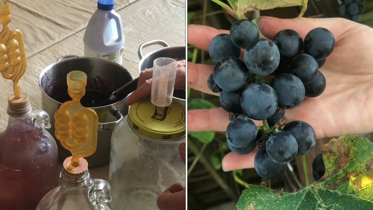 making the best wine EVER &ldquo;no preservatives&rdquo; (old Italian way) all natural