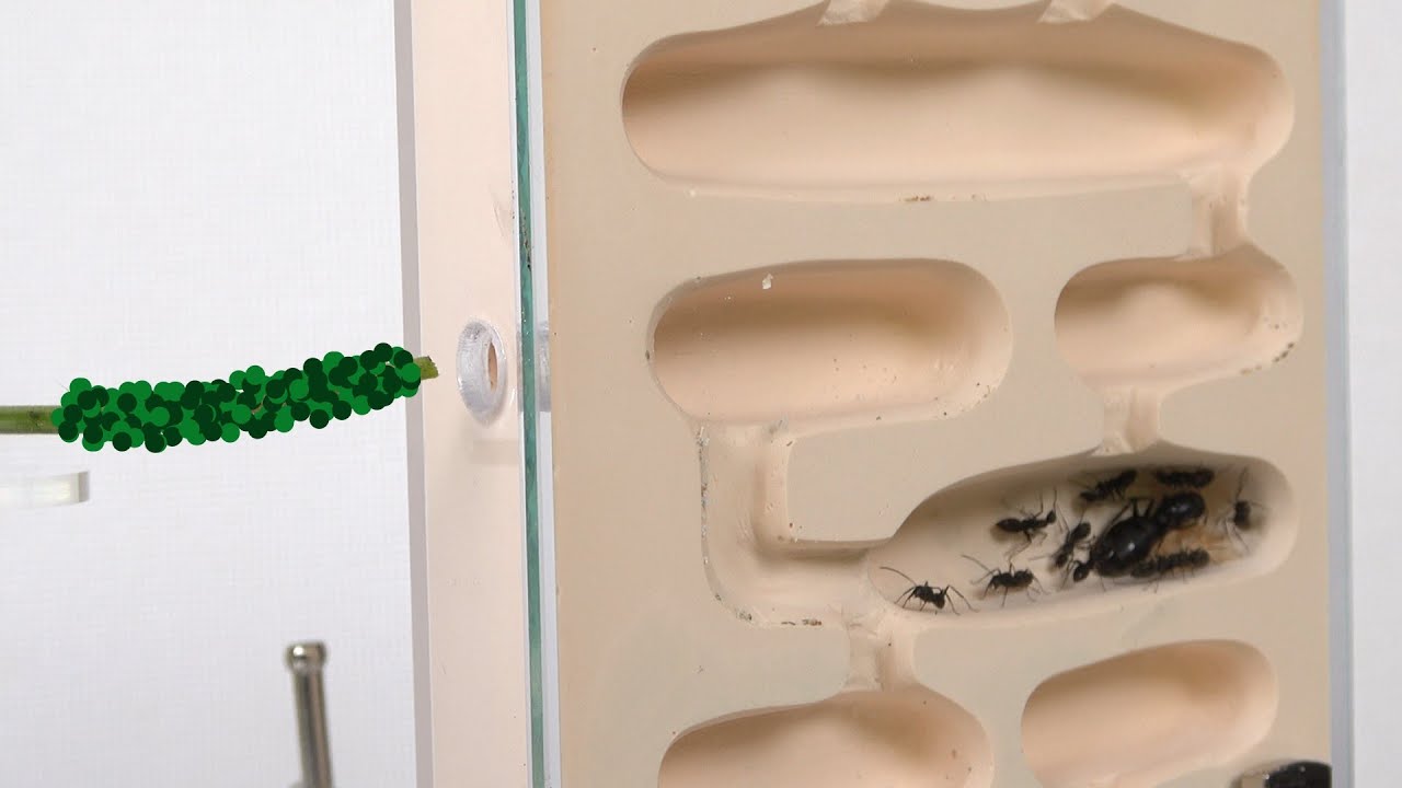アリの巣に大量のアブラムシを入れると...