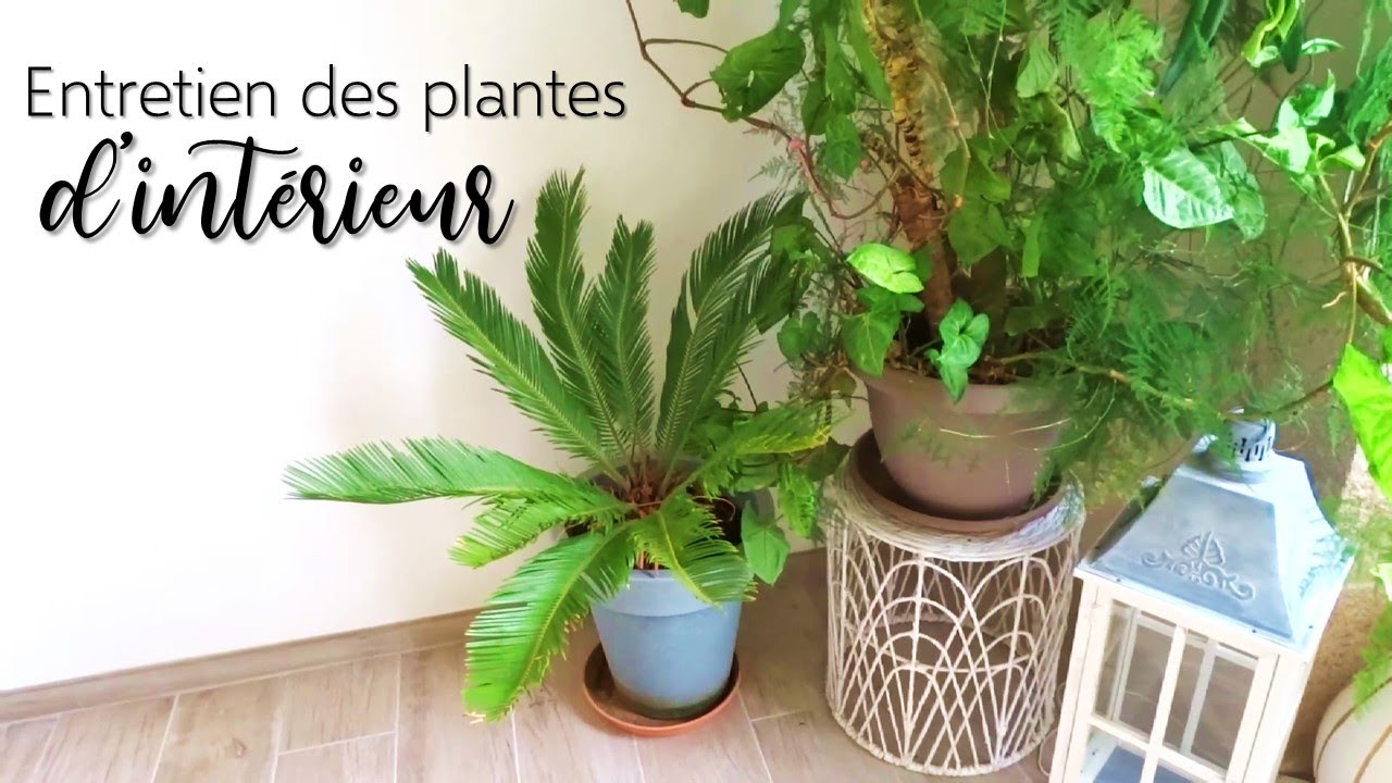 Comment j'entretiens mes plantes d'intérieur sans produit chimique