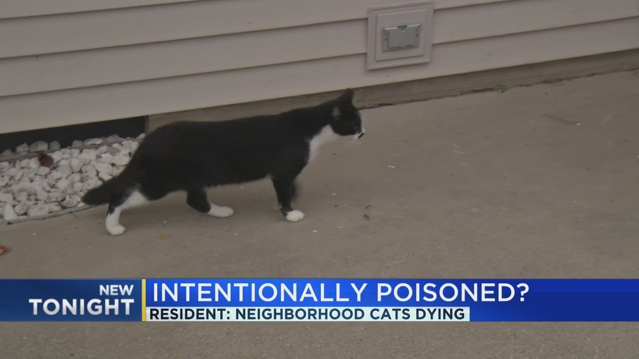 Intentionally poisoned? Resident: Neighborhood cats dying