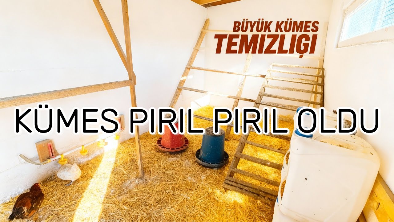 Büyük Kümes Temizliği Yaptık - Kümes Pırıl Pırıl Oldu
