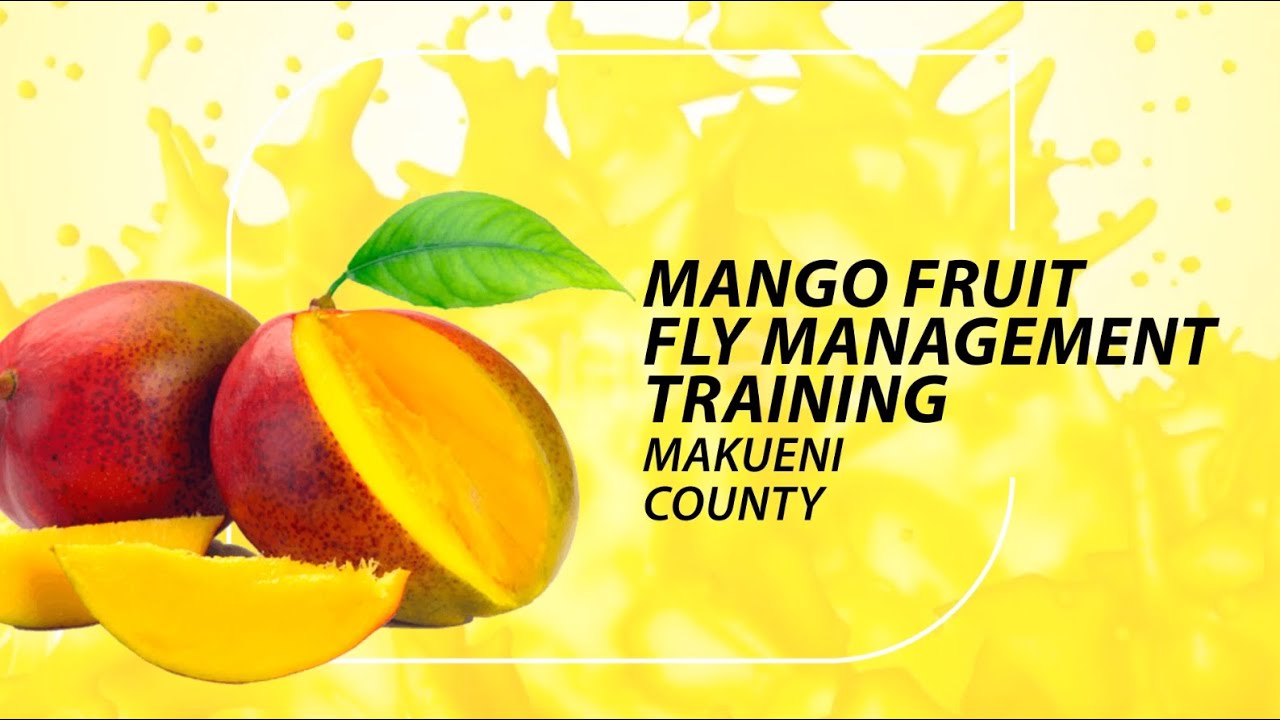 Farmers vs Fruit Flies: Training Kenyan farmers to face the challenge