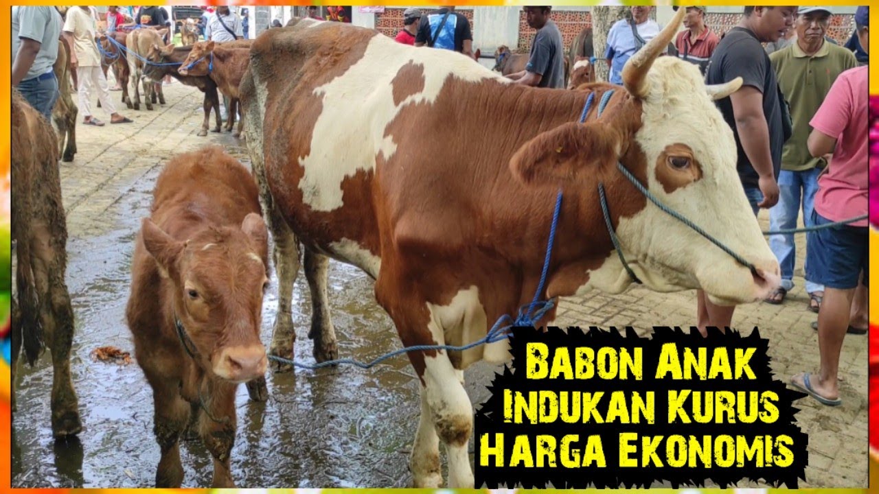 Babon Anak Indukan Kurus Harga Ekonomis. Pasar Glenmore Banyuwangi Jatim