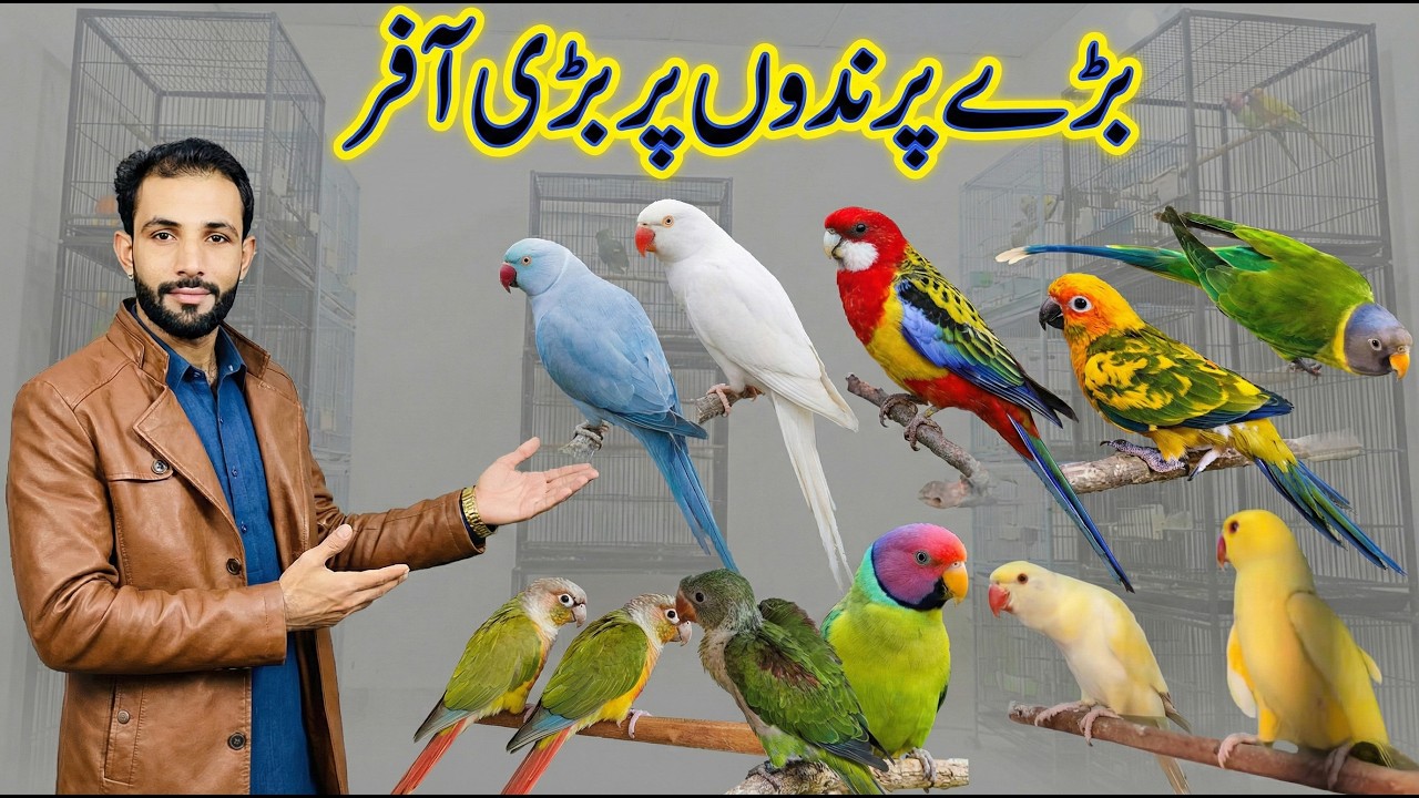 EXOTIC BIRDS K BREEDER PAIRS AUR CHICKS / SEASON SALE
