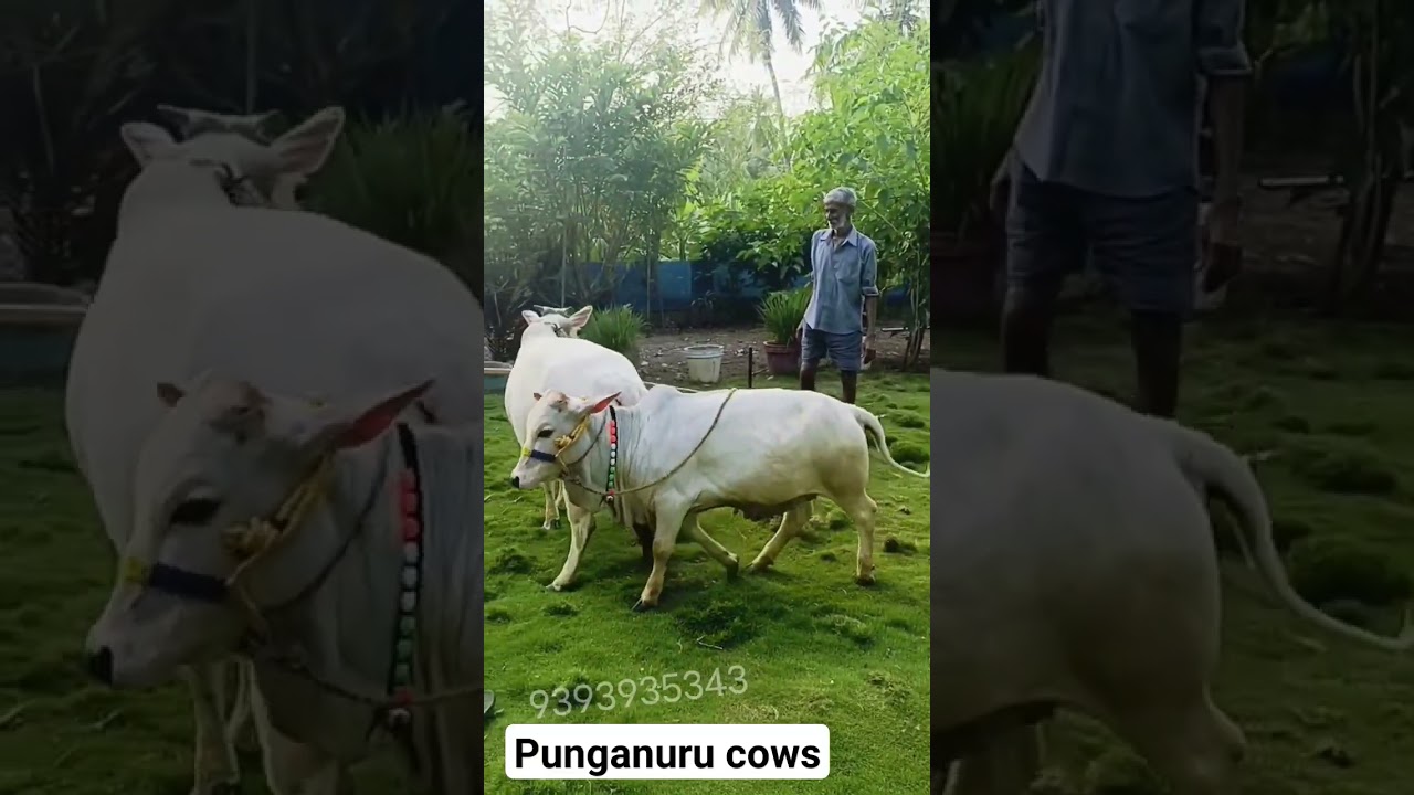 punganuru cow, punganuru female, Punganuru bulls  #cow #cow #punganuru #mineturePunganuru