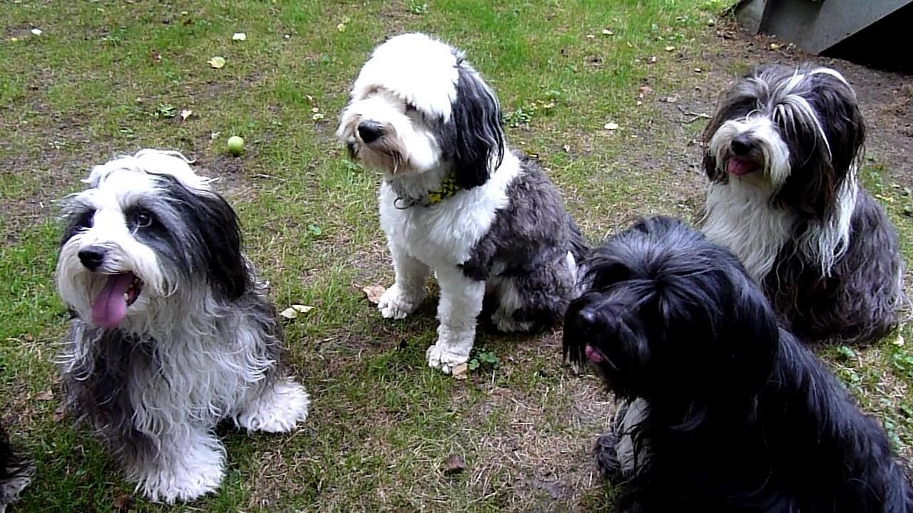 Tibet Terrier