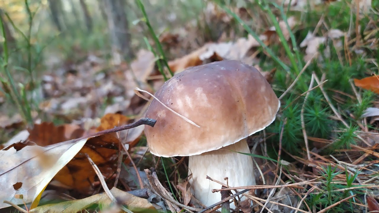 Wysypało borowikami! Świetny wysyp! Nic dodać nic ująć! Grzyby 2024 boletus 2024
