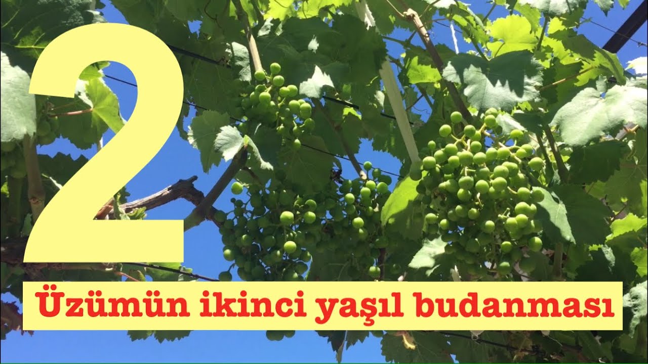 Üzümün 2-ci yaşıl budanması. Asma ve Çardağ üsulu (Türkce Altyazılı)