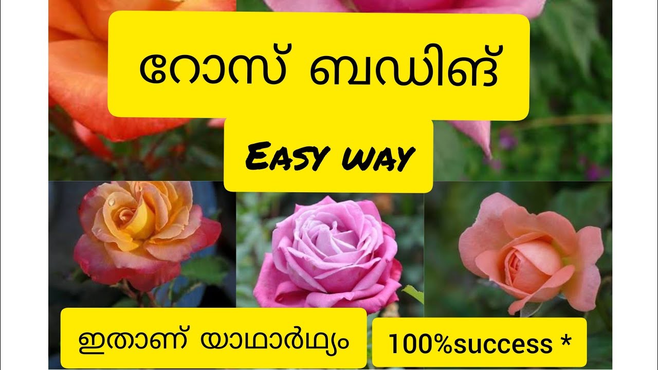 How To Bud RosePlant #Budding റോസ് ബഡിങ് ശെരിയായി എങ്ങനെ വീട്ടിൽ ഇരുന്നു ചെയ്യാം പരിശീലനം നിർബന്ധം
