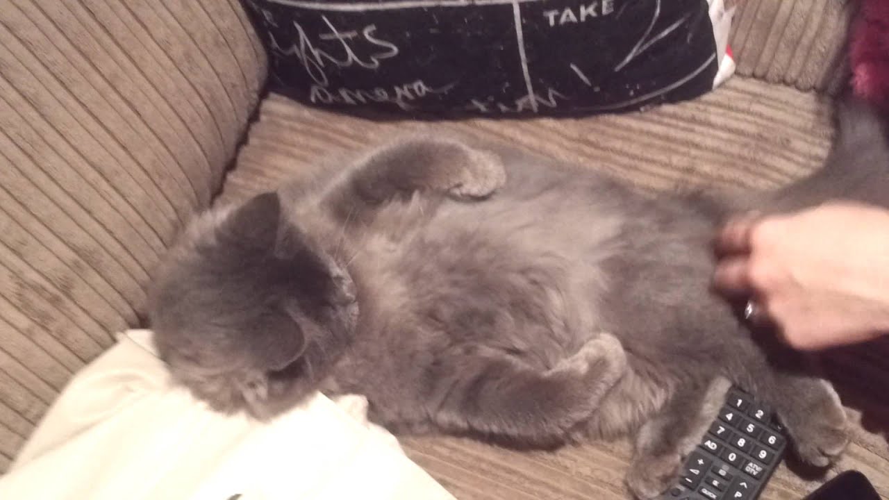 Lazy lilly