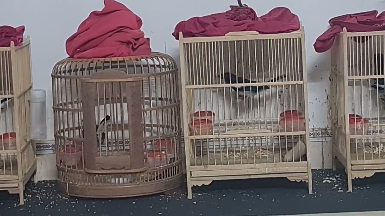 Những điều lưu ý khi nuôi chòe than để chim không bị sinh tật lộn ngoái ở chim bổi và chim thuần ạ