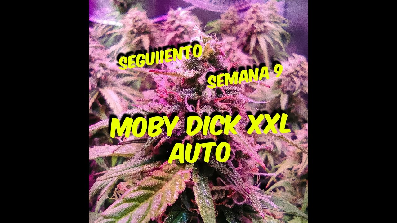 Semana 9 Seguimiento Moby dick xxL Grapefruitmatic