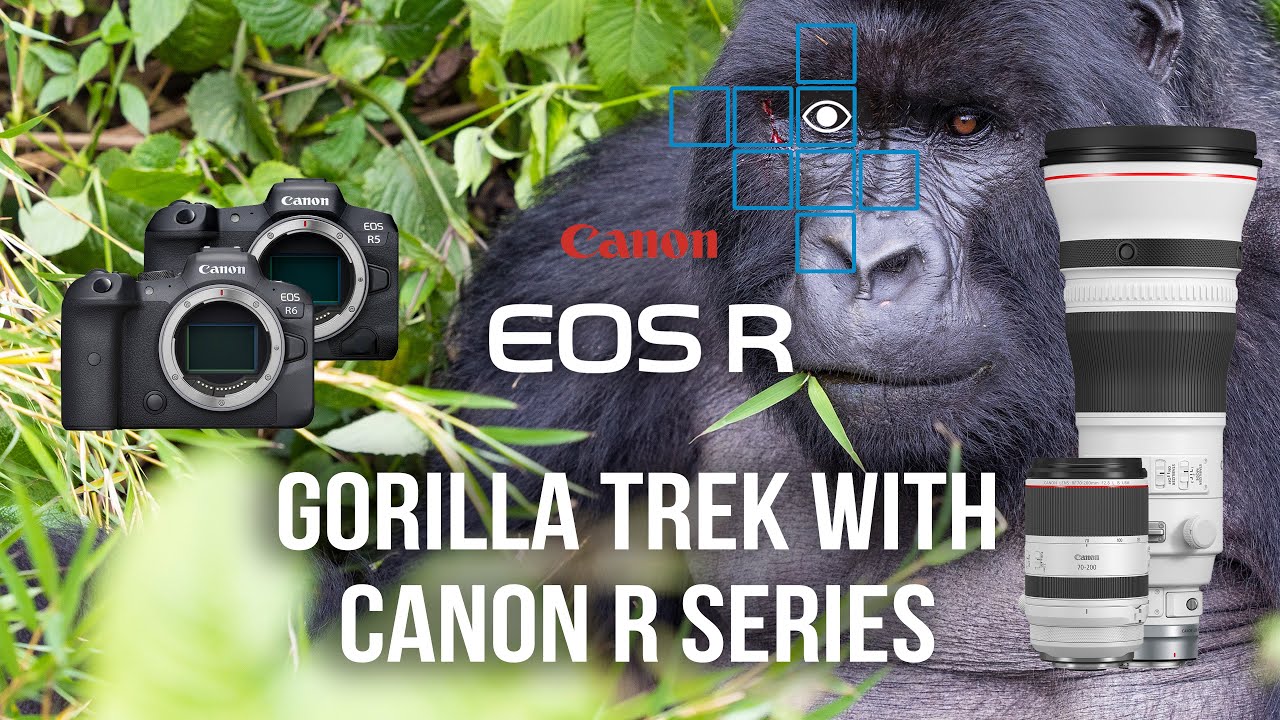 Gorilla trekking with the Canon R5 and 400mm f2.8