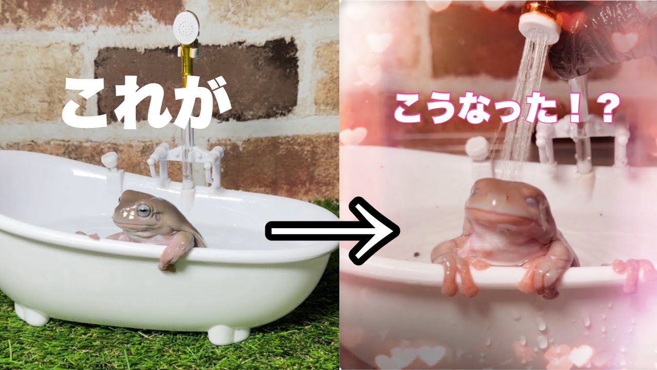 カエルのシャワー付きお風呂が凄すぎた！！