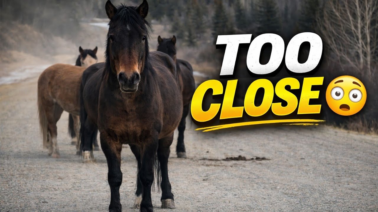 Wild Horses Blocking the Road in Alberta 🇨🇦