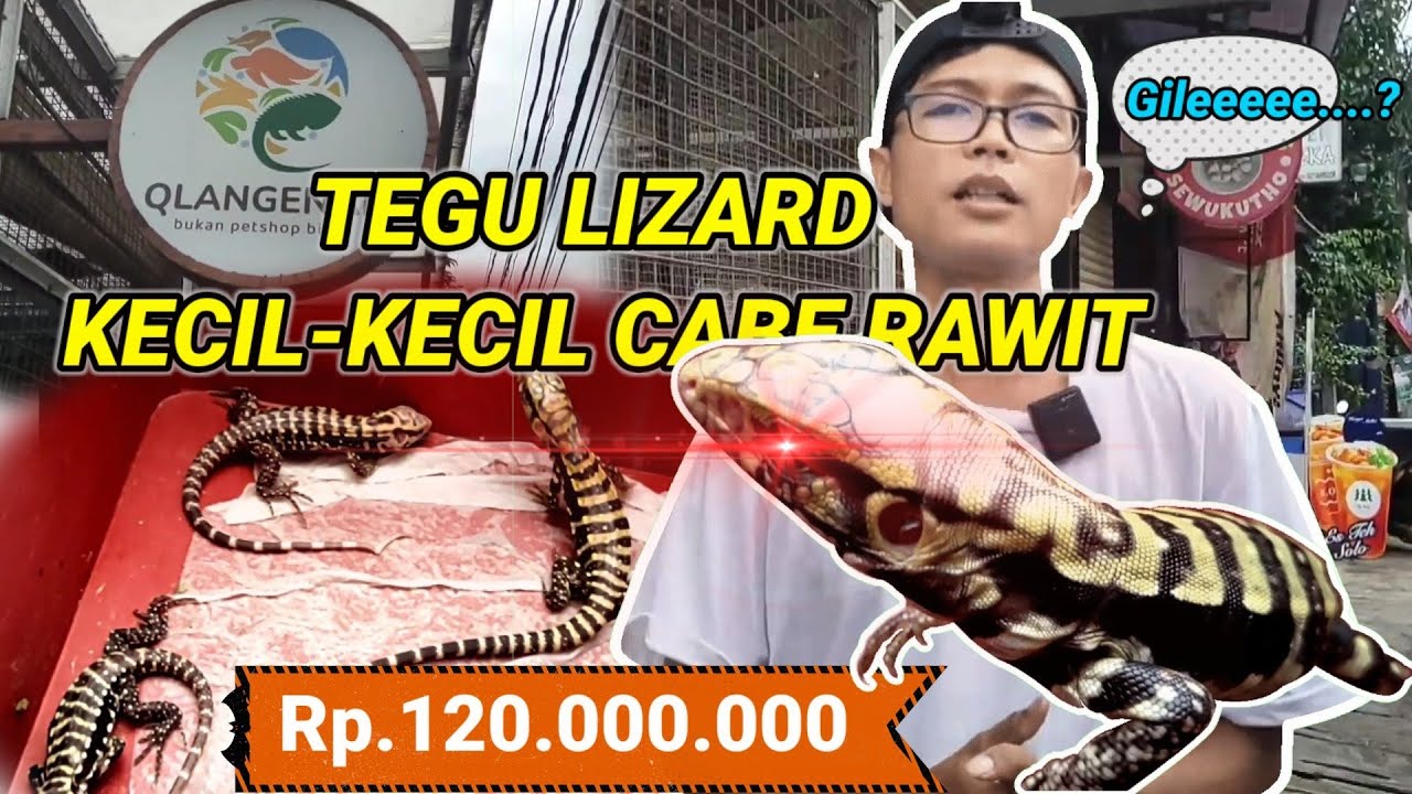 TEGU LIZARD QLANGANAN HASIL DARI HAYBRID || KECIL