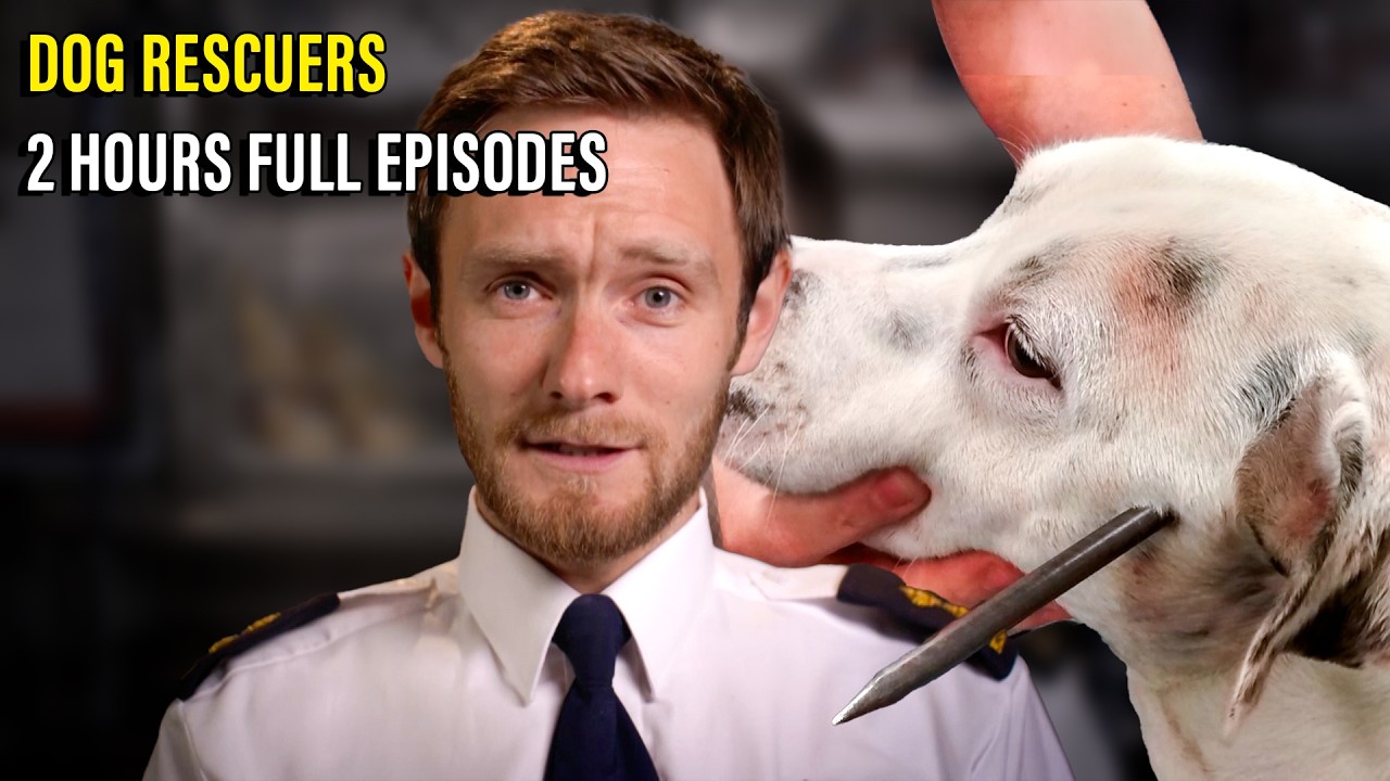 2 Hours of Dogs Saved Just in Time - Animal Documentary