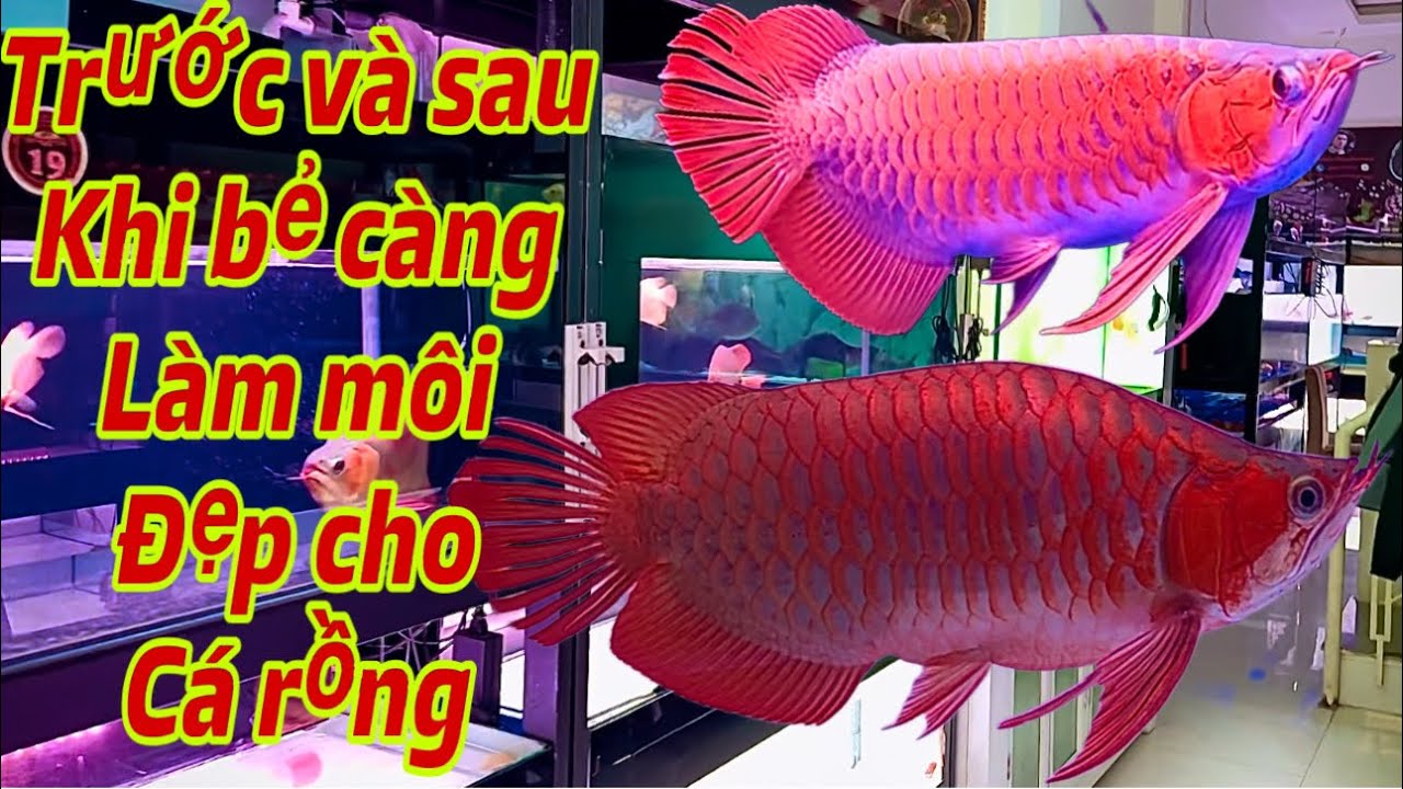 Cá Rồng xịn sau khi Bẻ Càng phẩu thuật nhiều thứ sẽ như thế nào | còn giá- Trị không