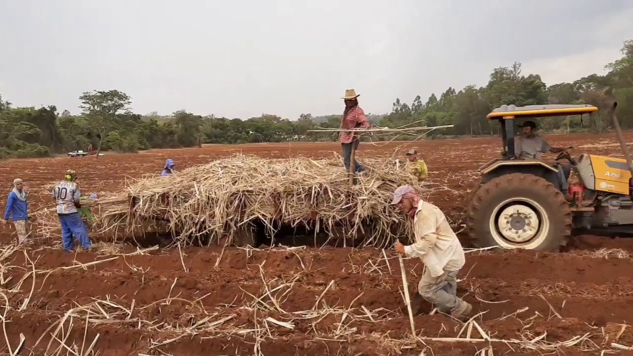 reforma de cana de açúcar com o plantio da variedade SP 80-1842 com a carretinha