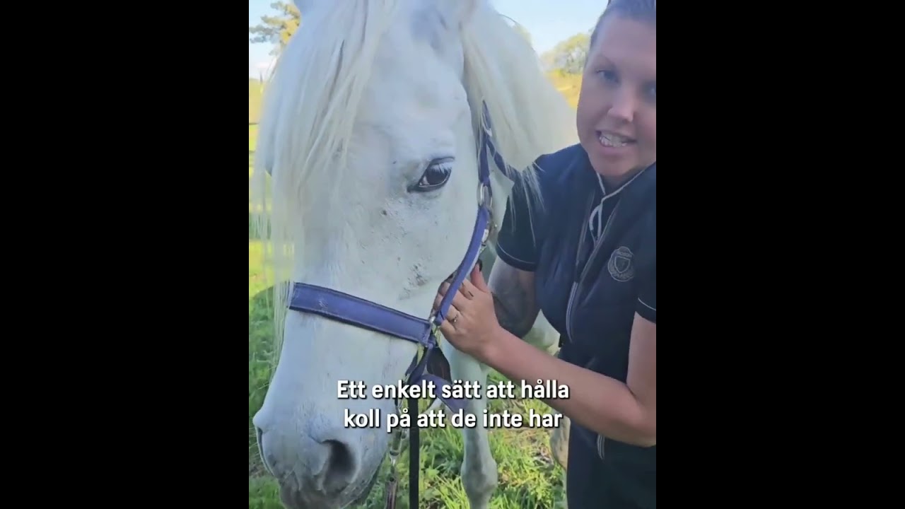 Sommarbete f&ouml;r h&auml;st &ndash; h&auml;r &auml;r v&aring;ra tips! 🐴 | Dina F&ouml;rs&auml;kringar bes&ouml;ker H&ouml;jens H&auml;sth&auml;lsa