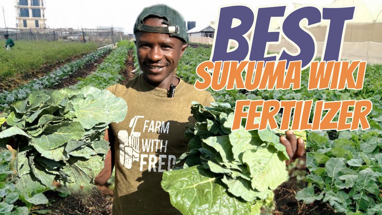 Лучшее удобрение для использования в сукума wiki/collard