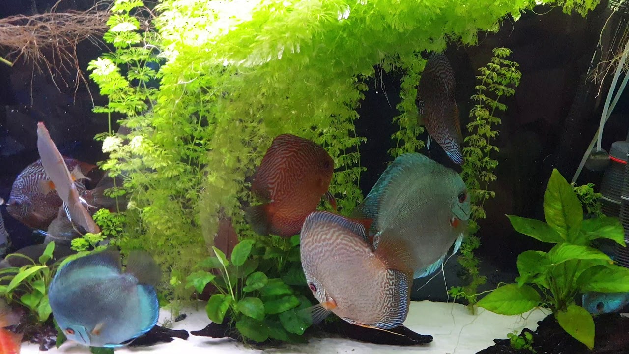51. Así  preparo el agua de cambio de mi acuario de peces disco