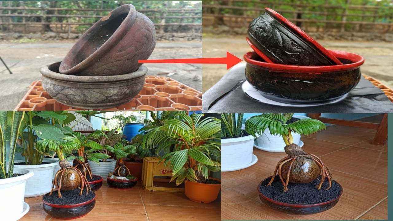 Mengubah pot bekas menjadi indah untuk Bonsai Kelapa