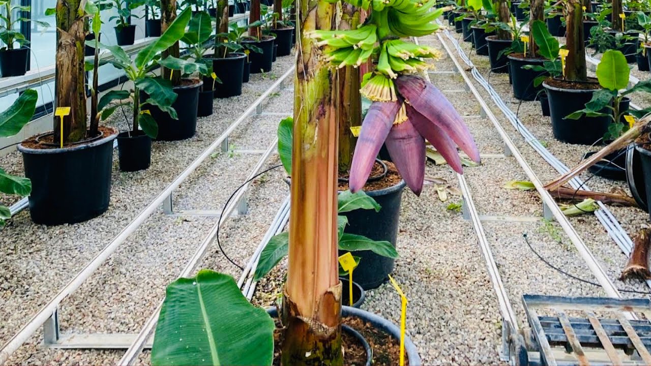 Plantain Nursery | Amazing African Technique of Planting and Growing Banana and Plantain #nursery
